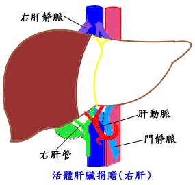 donor liver transplantation